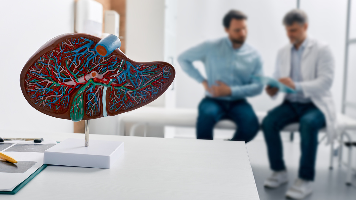 Liver anatomical model on doctor's table during hepatologist consultation for patient with side pain in background. Treatment liver diseases in medicine, conceptual image